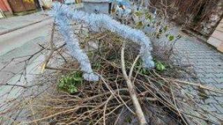 Елхите на Терзиев – граждански бунт завладя столицата