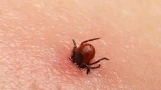 Ето къде дебнат най-заразните кърлежи в София