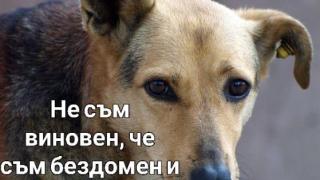 Благородство! Фондация “Правата на животните” спасява бездомните кучета и котки! Да им подадем ръка с дарения и доброволчество!