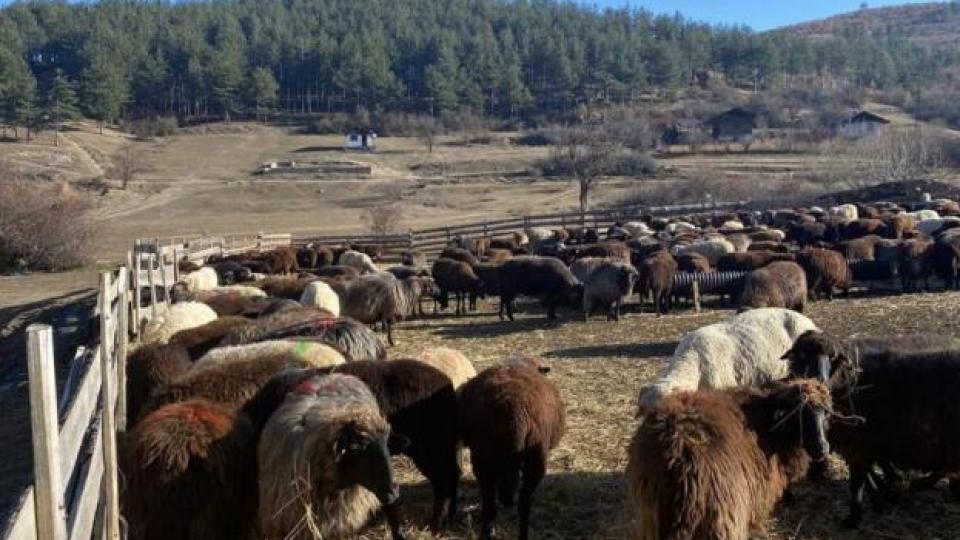 Чумата по овцете във Велинград. Ще бъдат ли евтаназирани животните