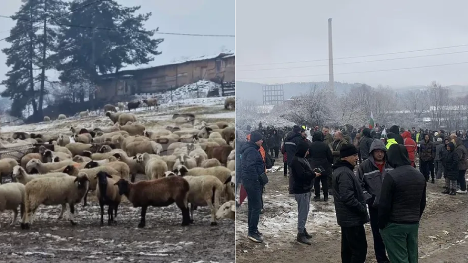 Стадото с овце край Велинград заразено с чума от конкуренти? Стадото с овце край Велинград заразено с чума от конкуренти?