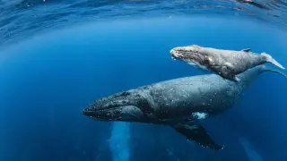 Китовете в южните морета живеят над един век