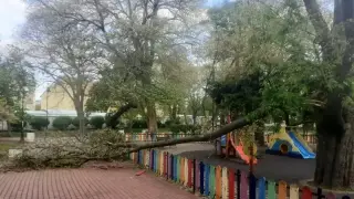 Огромно дърво се стовари върху детска площадка във Варна
