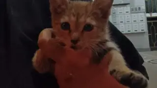 Съседи спасиха заклещено коте