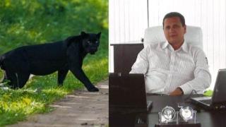 Ето го тайния собственик на избягалата пантера в Шумен