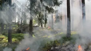 Пожар в природен парк „Рилски манастир“