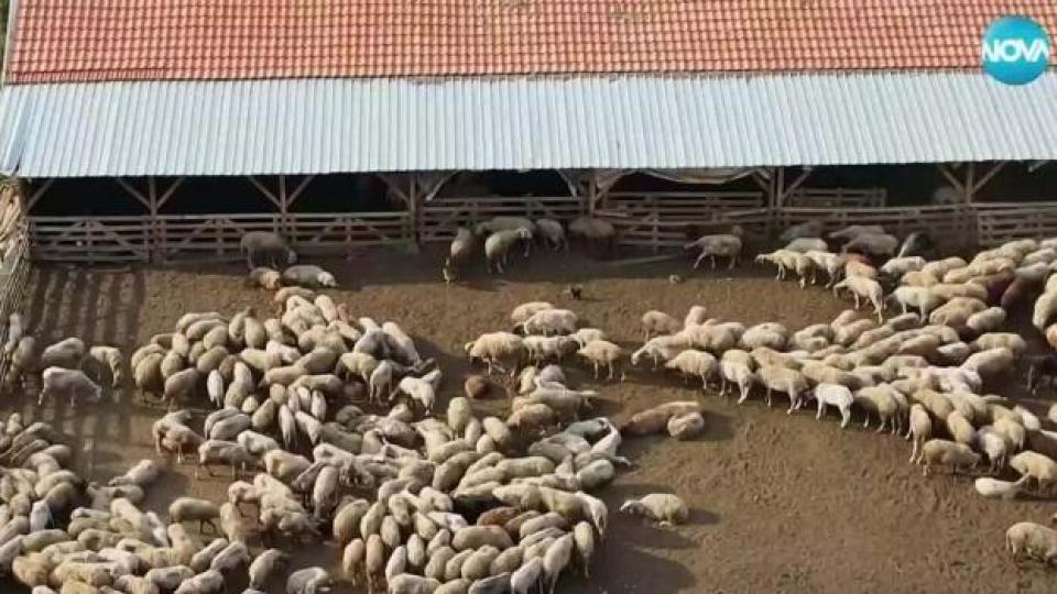 Унищожават стадо от 1000 овце заради дребна шарка