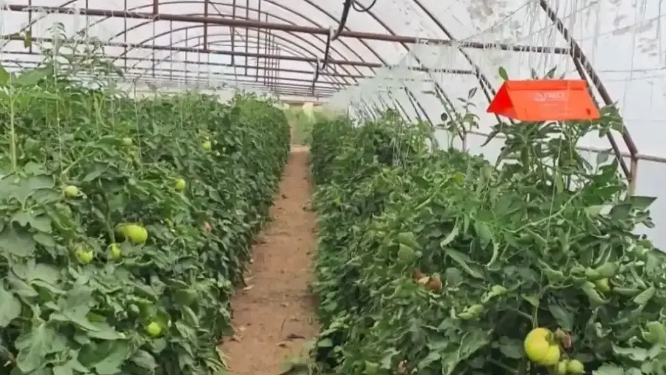 Неочаквана напаст удря България, пораженията са 100%