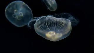 Комари, медузи, риби скорпиони... Какво трябва да направите при различни ухапвания