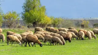 Фермери губят цели стада заради шарката по овцете и козите. Какво е да останеш не просто без поминък, а без нещо, което си градил цял живот