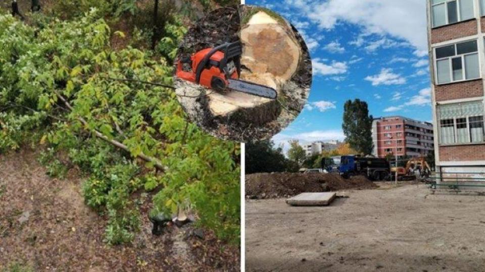 Поголовна сеч: "Топлофикация" реже орехи на поразия в "Дружба" 2 Поголовна сеч: "Топлофикация" реже орехи на поразия в "Дружба" 2