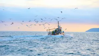 Учените успяха: връщат изчезнала риба в Черно море, град става ключов играч на световния пазар