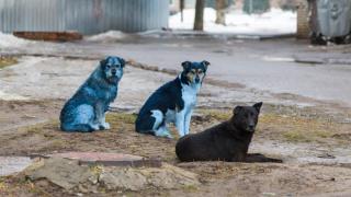 Мистерия в Чернобил: Забелязаха кучета със синя козина в забранената зона Мистерия в Чернобил: Забелязаха кучета със синя козина в забранената зона