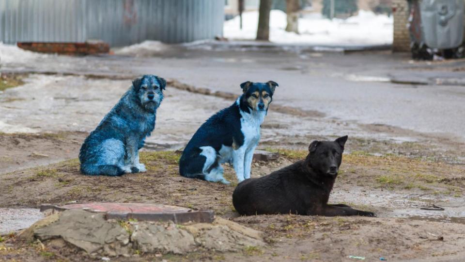 Мистерия в Чернобил: Забелязаха кучета със синя козина в забранената зона Мистерия в Чернобил: Забелязаха кучета със синя козина в забранената зона