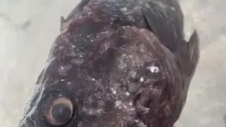 Нов вид от Далечния изток заплашва екосистемите на Черно, Мраморно и Средиземно море