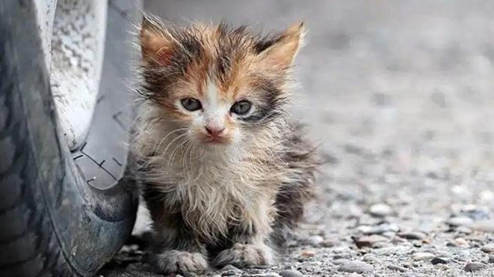 Понякога вярваме, че спасяваме бездомно животно… а всъщност то идва, за да спаси нас – от онова мълчаливо място в душата, което само любовта може да събуди