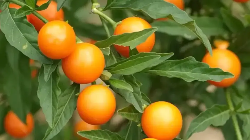 Сибирското чудо: Мъничък плод, който забавя стареенето, повишава имунитета и меже да предотврати рак