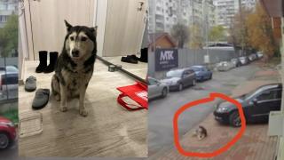 Брутално: Доктор умишлено прегази куче в София и избяга