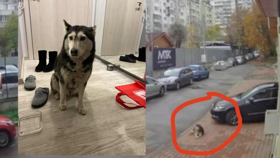 Брутално: Доктор умишлено прегази куче в София и избяга