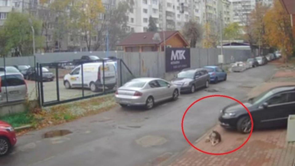 Лекар прегази с колата си куче в София и го остави на улицата, твърди, че било неволно