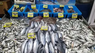 Няма паламуд и сафрид: Черно море става дом за все повече нови обитатели от Средиземно море