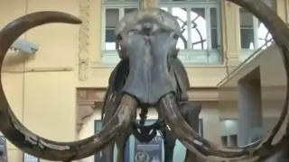 Древна РНК хвърля светлина върху последните моменти на мамут преди 40 000 години