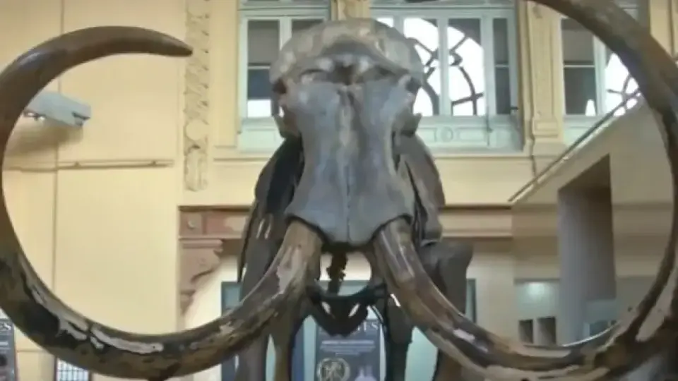 Древна РНК хвърля светлина върху последните моменти на мамут преди 40 000 години