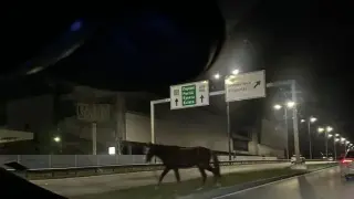 Опасно! Коне изскачат на Околовръстното на София, ще се вземат ли мерки?