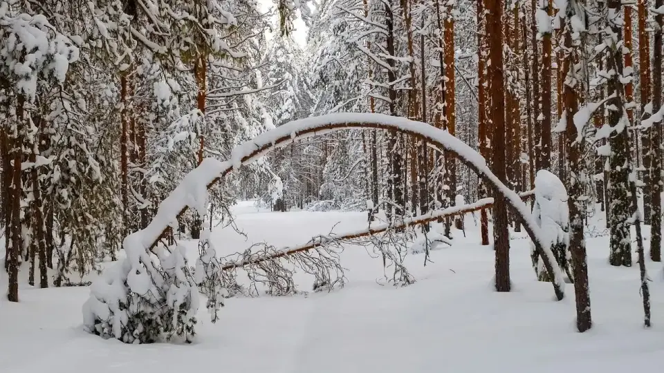 Василковски: Чакаме летни температури, а истински сняг - навръх голям празник