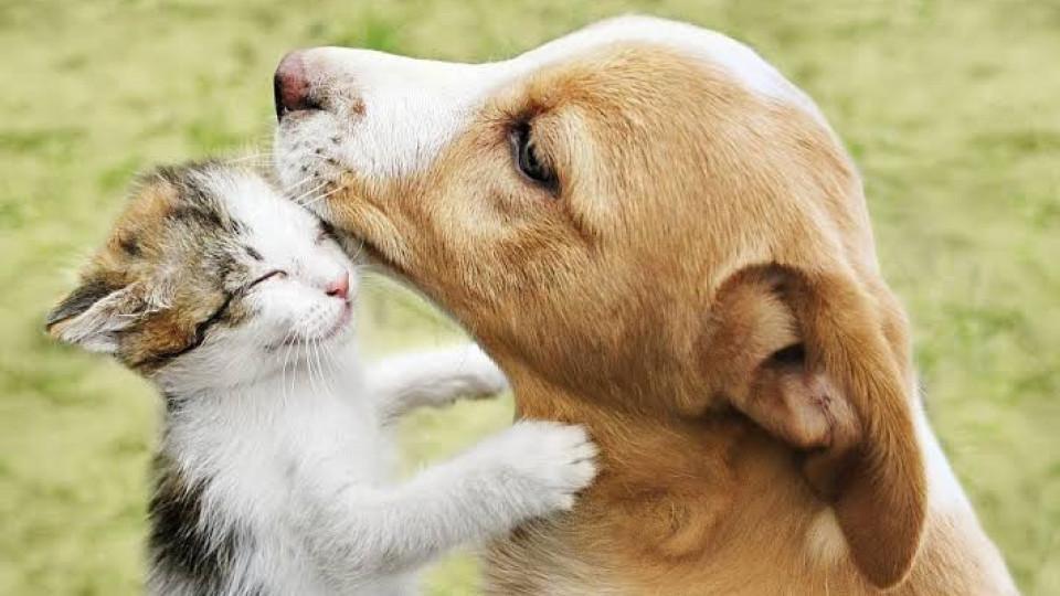 Директорка на детска градина във Врачанско натиска учителка за уволнение, защото храни бездомни животни в извън работно време