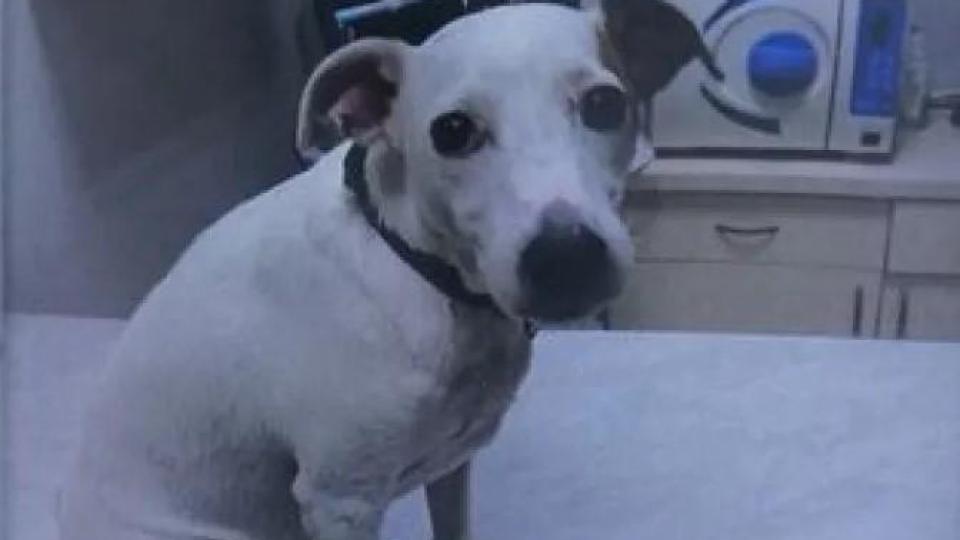 "Утре може да е дете": Твърдят, че е разхвърлена отрова, загина куче СНИМКА