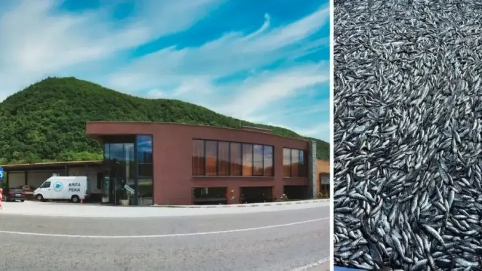 Собственикът на "Бяла река": Рибата ни беше изтровена умишлено