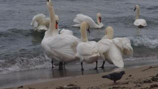 Една от атракциите на зимна Варна са скандинавските лебеди