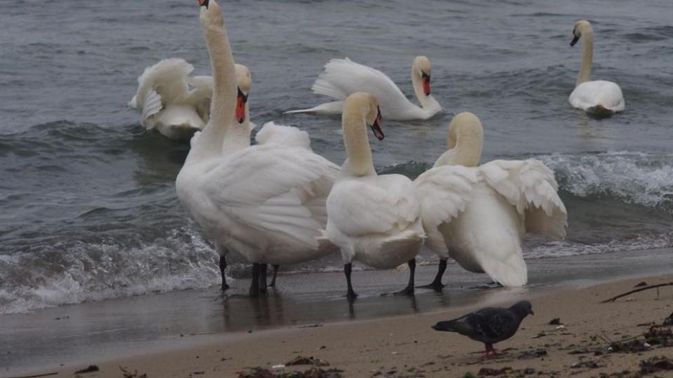 Една от атракциите на зимна Варна са скандинавските лебеди