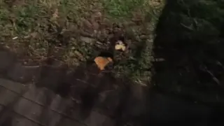 Засякоха жена с качулка да оставя хляб, напоен с антифриз