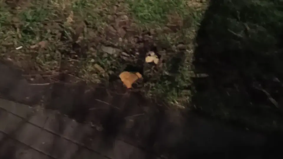 Засякоха жена с качулка да оставя хляб, напоен с антифриз