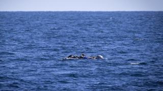 Удави се един от лидерите на най-големия наркокартел в Колумбия