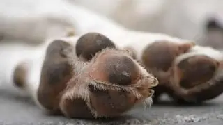 Изтровиха безпризорните в наш град! Кучета агонизират и умират по улиците