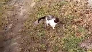 Фрапиращи ваши сигнали: Деца осакатяват животни и още... жестокости