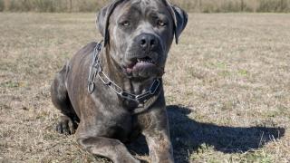 6-годишно дете е в критично състояние след атака от Кане корсо