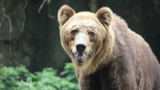 Уловиха и преместиха и втората мечка, навлизала в района на село Гьоврен